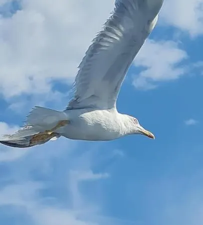 Marconi Miramare Hotel