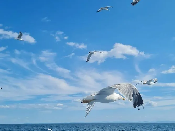 马可尼米拉马尔酒店 3* 里米尼